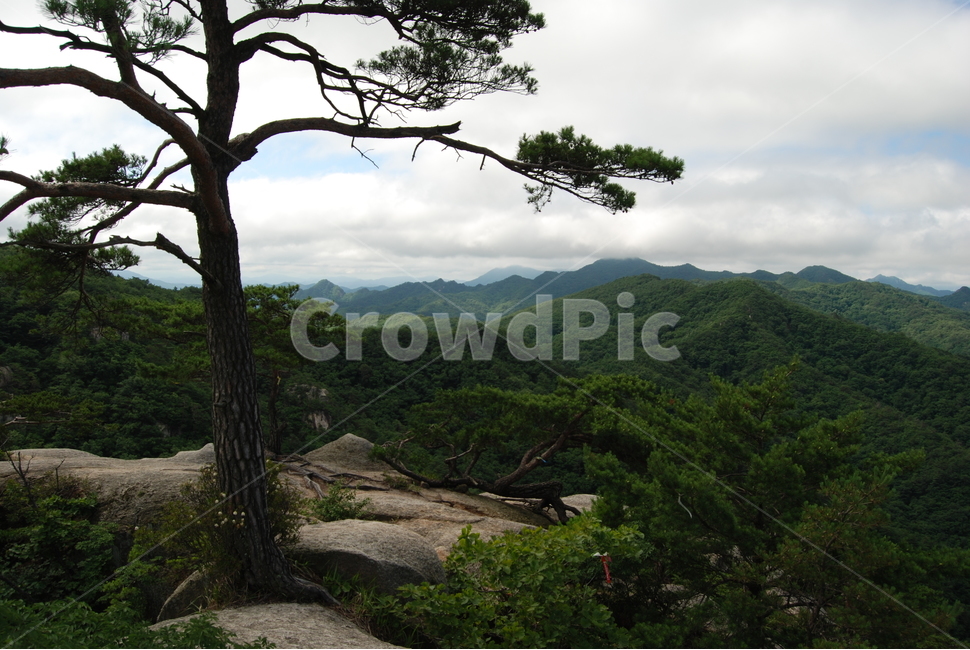 괴산군,국립공원,속리산,자연,여름,식물,자연,plants,nature,나무,trees,wood