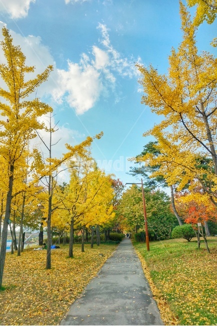 tree,나무,plant,식물,가을,은행,단풍,fall,leaves,autum,autumn,maple,가을,계절,fall,autumn,season