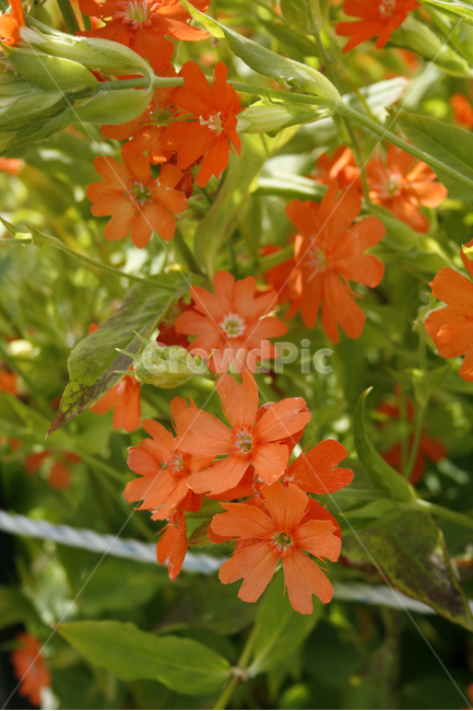 동자꽃,식물,flower,plants,nature,꽃,꽃봉오리,꽃밭,식물,자연,plants,nature,꽃,flower