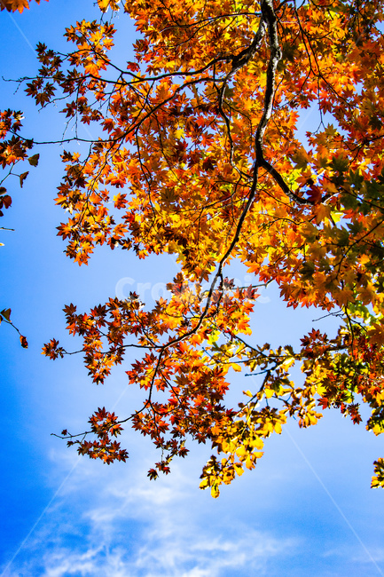 가을,산,단풍,나무,붉은색,설악산단풍,가을,계절,fall,autumn,season,leaf,잎,plant,식물,tree