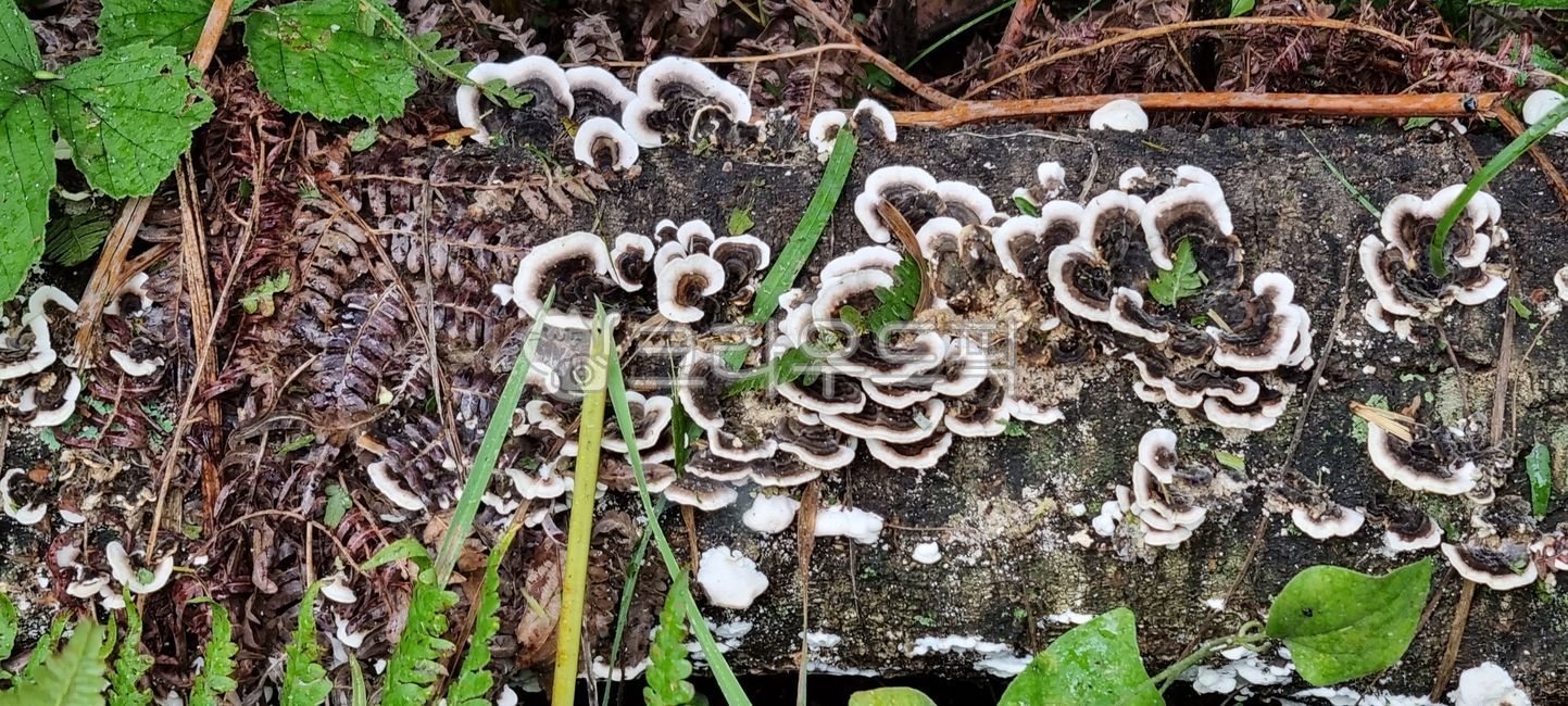 bjerkanderafumosaperskarst,fungus,fungi,Colored salve mushrooms,mushroom,white striped mushroom