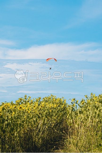 sky,paragliding,jeju island,sunflower,flower