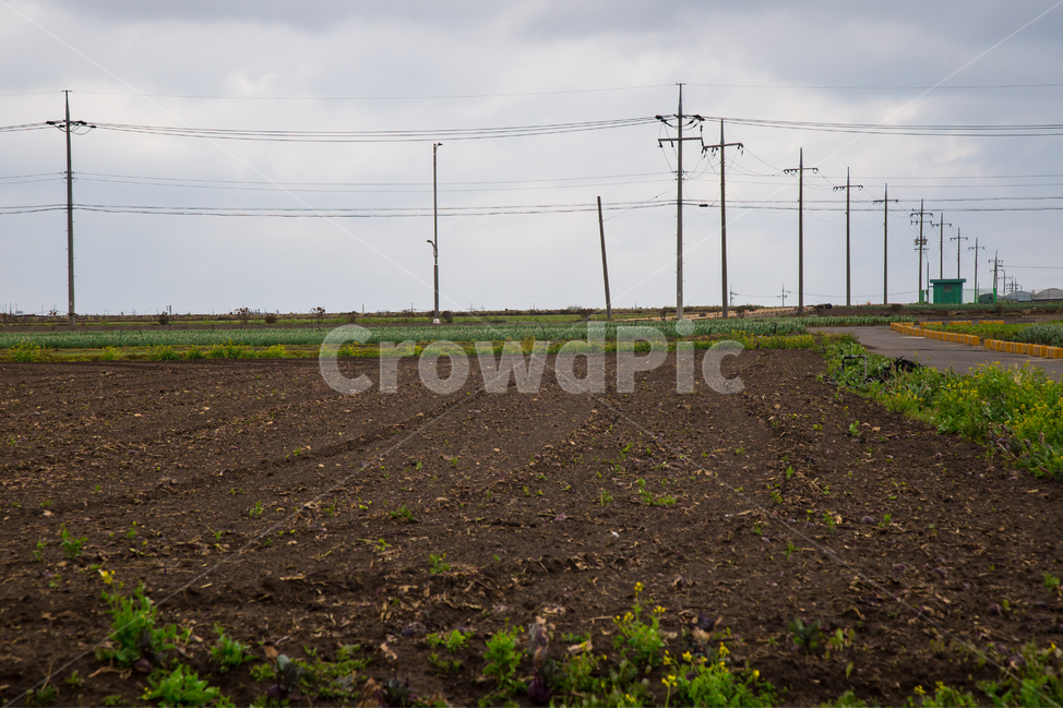 길,전봇대,전기줄,ground,바닥,제주도,road,전원,밭,시골,농촌,country,nature,landscape,sky,countryside,field,outdoor,natural,grass,land,farm,vintage