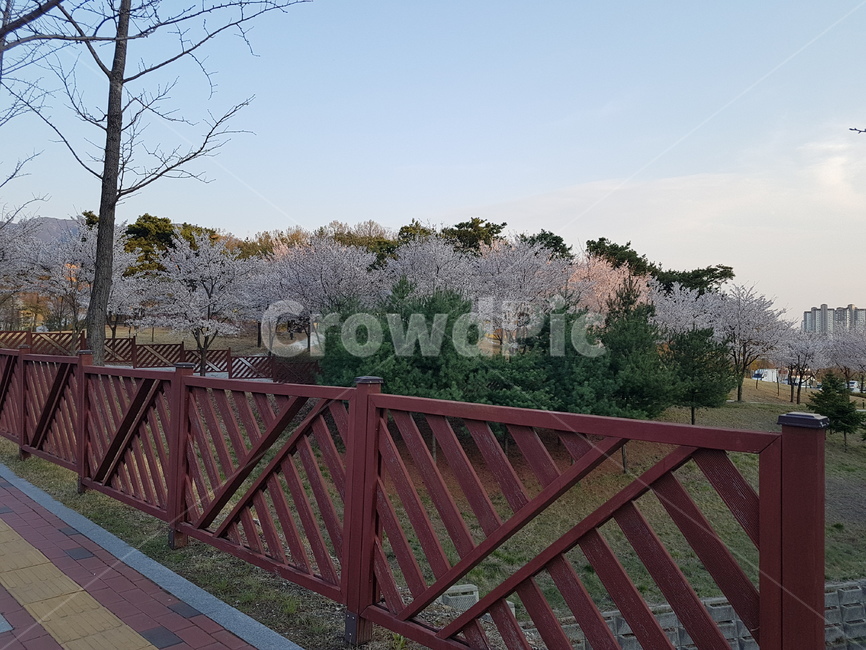 벚꽃,cherryblossom,봄,spring,디지스트,dgist,대구경북과학기술원,감성,일몰,sunset,꽃,flower,산책,산책길,길