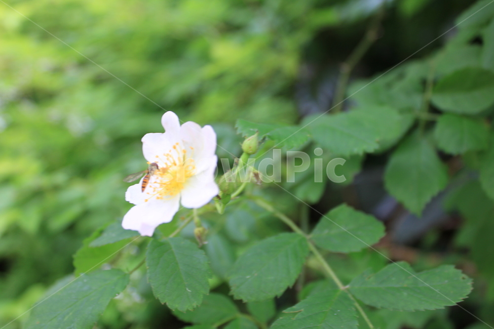 길가,꽃,자연,식물,찔레꽃,식물,자연,plants,nature,꽃,flower