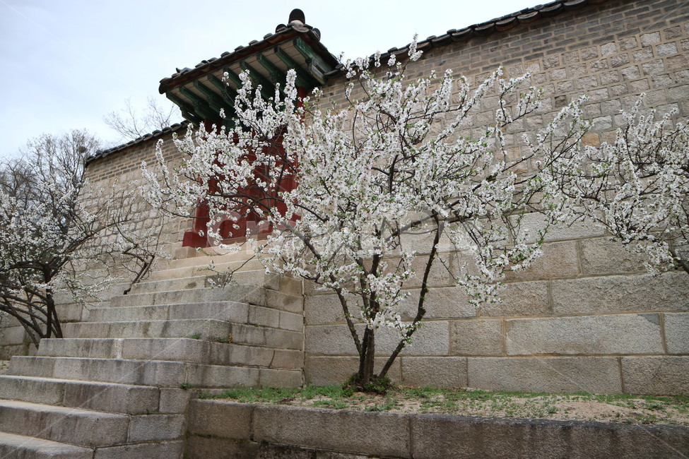 창덕궁,봄,산책,궁궐,꽃,담벼락,풍경,봄,계절,spring,season,한국전통,한국문화,korean traditional,korean culture,랜드마크,landmark,tourist attraction,한국랜드마크,한국관광지,한국명소,korea landmark,korea tourist attraction,plant,식물