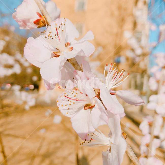 벚꽃,봄,spring,cherryblossoms,flower,봄,계절,spring,season,식물,자연,plants,nature,꽃,flower,plant