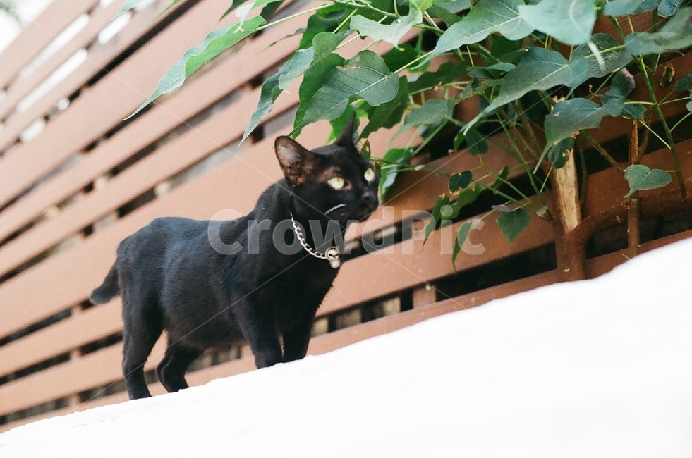 고양이,검은색,길냥이,태국,동물