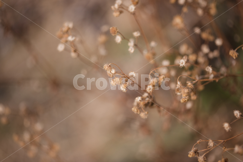 들풀,들꽃,겨울,wild,wildflower,식물,자연,plants,nature,꽃,flower,감성,sensible,feeling