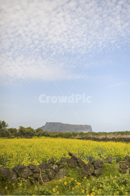 성산일출봉,제주도풍경,유채꽃,유채,제주봄사진,성산,제주풍경,제주사진,제주도사진,노랑,노란,제주도봄,제주봄,봄사진,yellow,flower,제주도성산일출봄,풍경사진,봄풍경,하늘,구름,봄,spring,봄,계절,spring,season,자연,풍경,nature,landscape,제주도,jeju,jeju island,outdoors,옥외,grassland,목초지,field,들