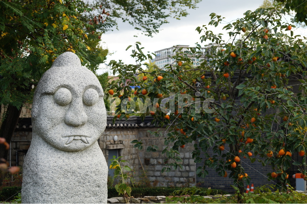 풍경,돌하르방,감나무,초록,자연,tree,조화,제주도,jeju,jeju island,한국전통,한국문화,korean traditional,korean culture,조각상,동상,석상,조형물,statue,bronze statue,stone statue,plant,식물