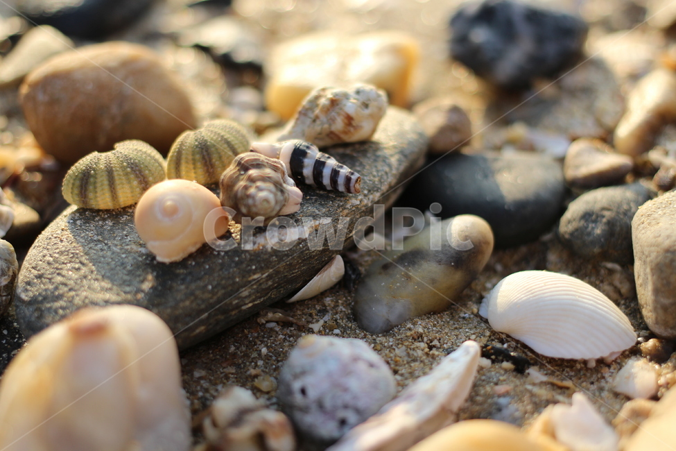 돌멩이,소라껍데기,자연,stones,nature,수산물,해산물,fishery products,seafood