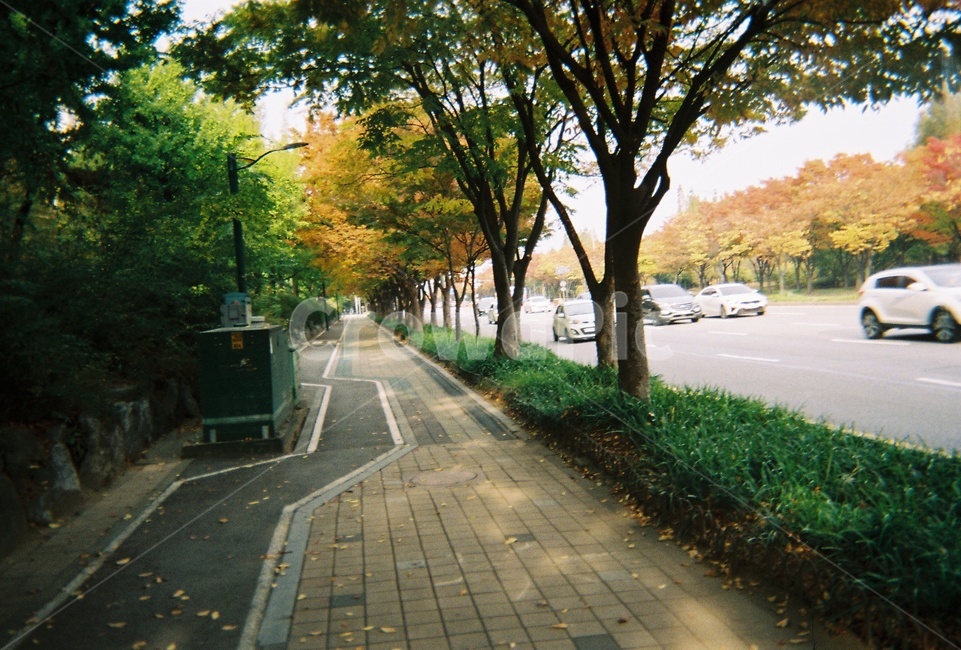 길,가을나무,가을,가을풍경,도로