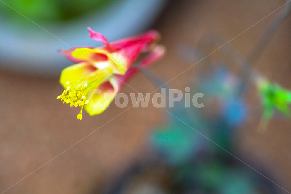 노란색꽃,식물,꽃,yellowflower,prettyflower,flower,petal,plant,식물,자연,plants,nature,꽃,flower