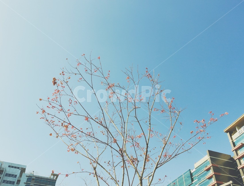 하늘,나무,나뭇가지,자연,겨울,마른나무,앙상한,외로운,겨울하늘,추운,풍경,배경,sky,tree,winter,cold,branch,nature,background,lonely,쓸쓸,고요,겨울풍경,꽃,빌딩,도시,오피스,도심,봄,꽃잎,낙엽,city,citylife,life,파란하늘,바람,도시,풍경,city,landscape,식물,자연,plants,nature,나무,trees,wood