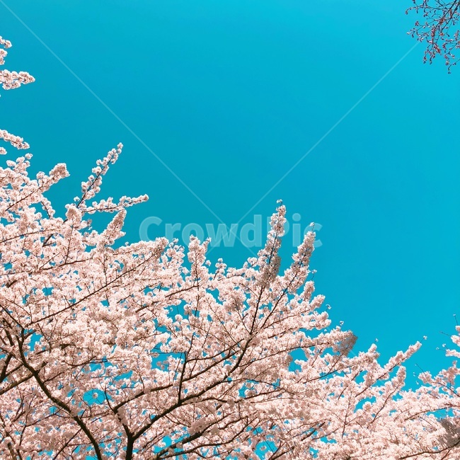 꽃,하늘색,blue,flower,벚꽃,하늘,화사함