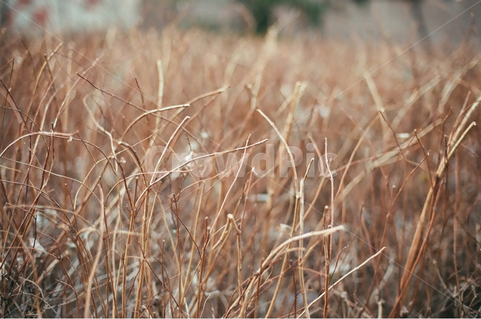 가을,식물,길가,나무,자연풍경,감성,감정,landscape,feeling,emotion,겨울,계절,winter,season,식물,자연,plants,nature,감성,sensible,feeling