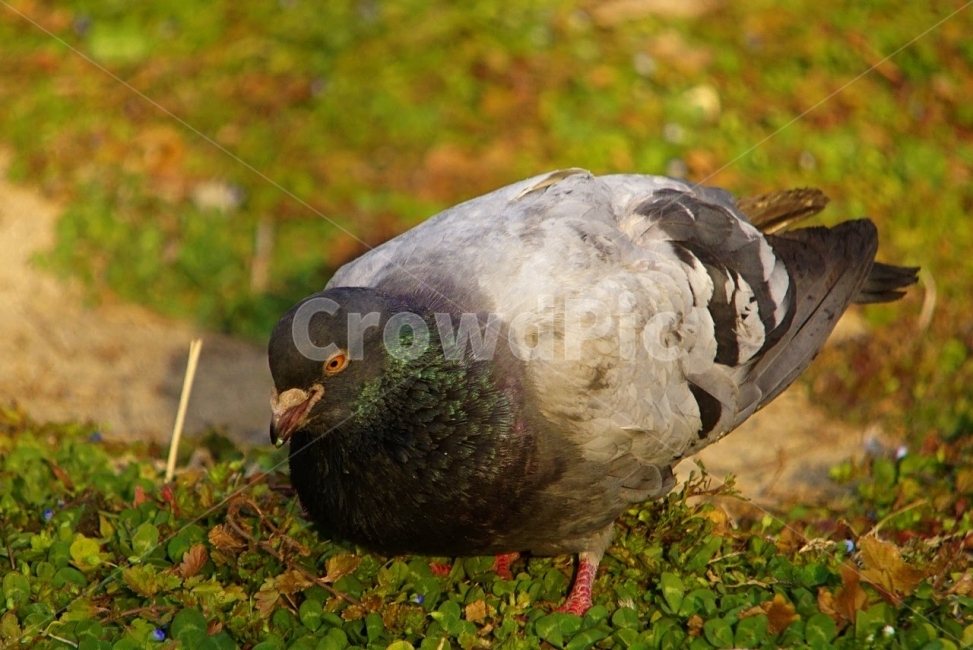 조류,새,비둘기,탐조,생물,생명,동물,animal,조류,새,birds