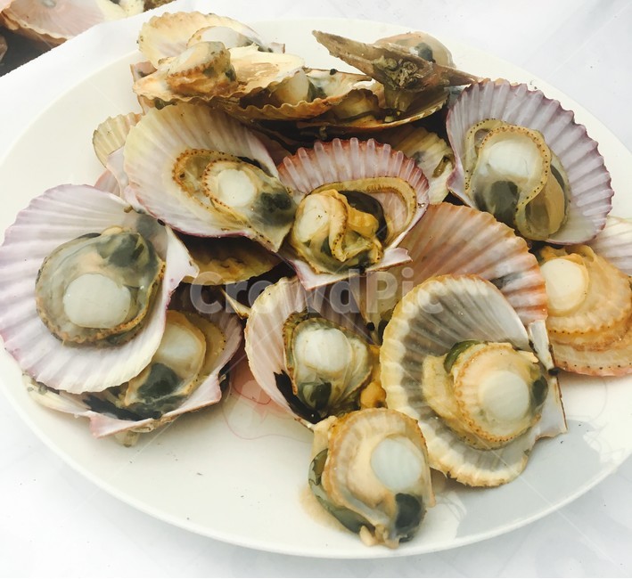 음식,food,조개,조개구이,가리비,음식,식재료,요리,food,cook,meal,dishes,food reserves,수산물,해산물,fishery products,seafood