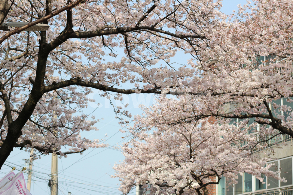 plant,식물,벚꽃,cherryblossom,봄,나무,벚꽃나무,식물,자연,plants,nature,꽃,flower
