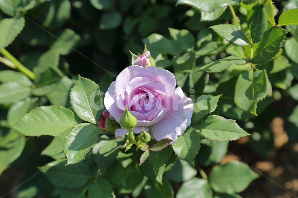 장미,장미꽃,5월,6월,flower,rose,보라장미,보라색,식물
