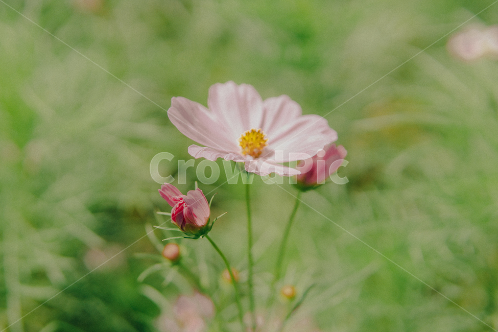 blossom,꽃,plant,식물,flower,꽃잎,코스모스,가을꽃,꽃봉우리,식물,자연,plants,nature,꽃,flower