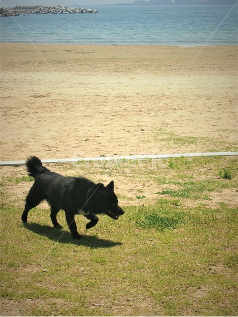 개,해변,바다,동물,dog,beach,animal,해변,바다,beach,sea,동물,animal,포유류,mammal,개,강아지,dog,doggy