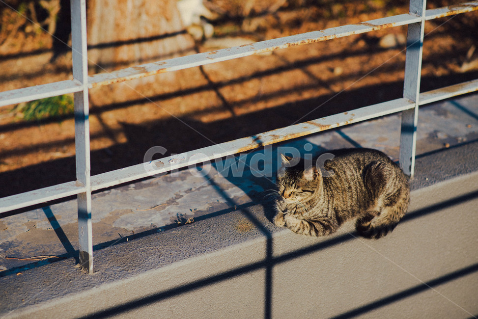 handrail,banister,난간,고양이,잠자는고양이,동물,animal,포유류,mammal,고양이,cat,kitten,kitty