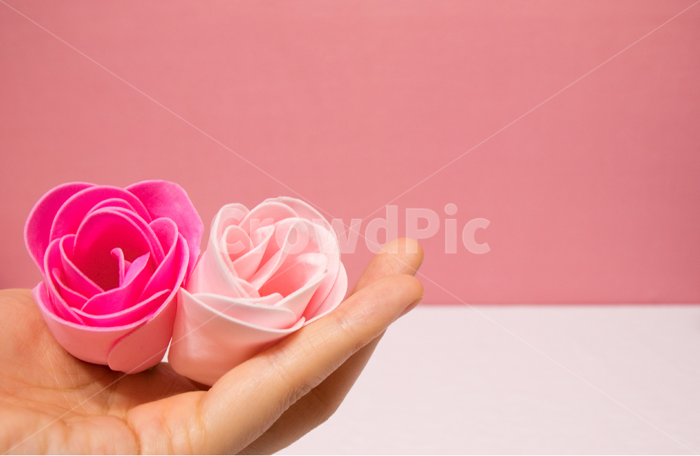 비누장미,비누꽃,꽃,장미,soapflower,꽃비누,핑크색,핑크,pink,분홍색,흰색,화이트,white,흰색배경,핑크배경,핑크색배경,장식,데코레이션,데코,decoration,decor,비누,비누디자인,디자인,design,손,손가락,flower,soap,rose,꽃,flower,기념일,축하,anniversary,congratulation,celebrate,celebration,연출,컨셉,콘셉,direction,concept