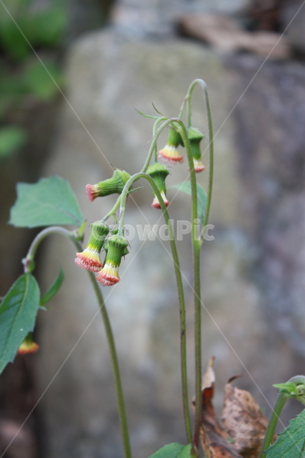 plant,식물,자연,lawn,잔디,식물,자연,plants,nature