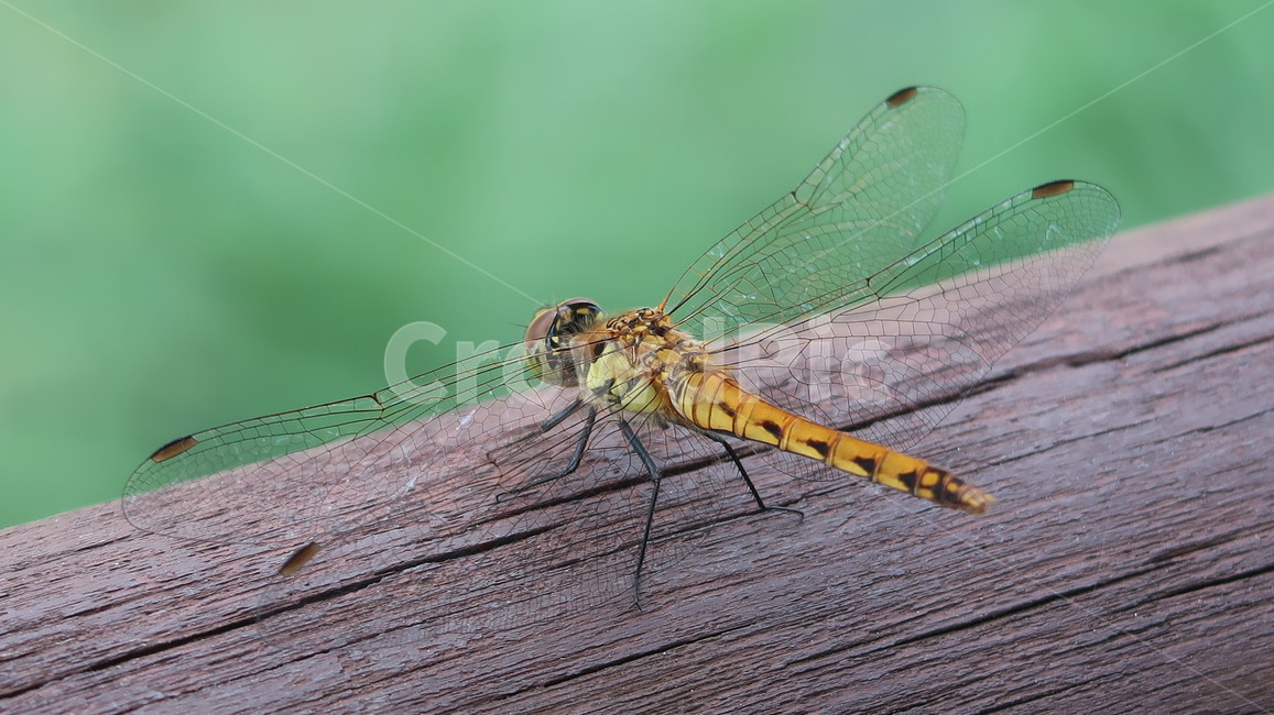 animal,동물,invertebrate,무척추동물,insect,곤충,anisoptera,dragonfly,잠자리,곤충,벌레,insect,bug