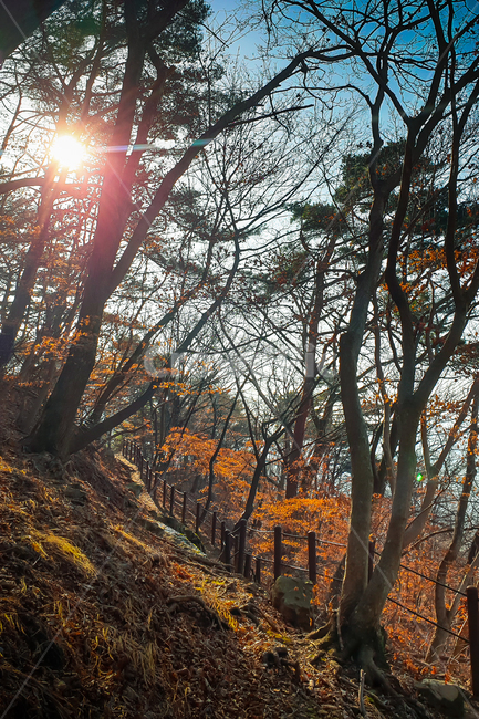 빛,light,플레어,flare,나무,tree,나무줄기,treetrunk,식물,plant,등산,등산로,산길,휴식,힐링,rest