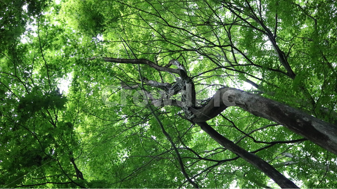 tree,나무,plant,식물,treetrunk,나무줄기,숲,forest