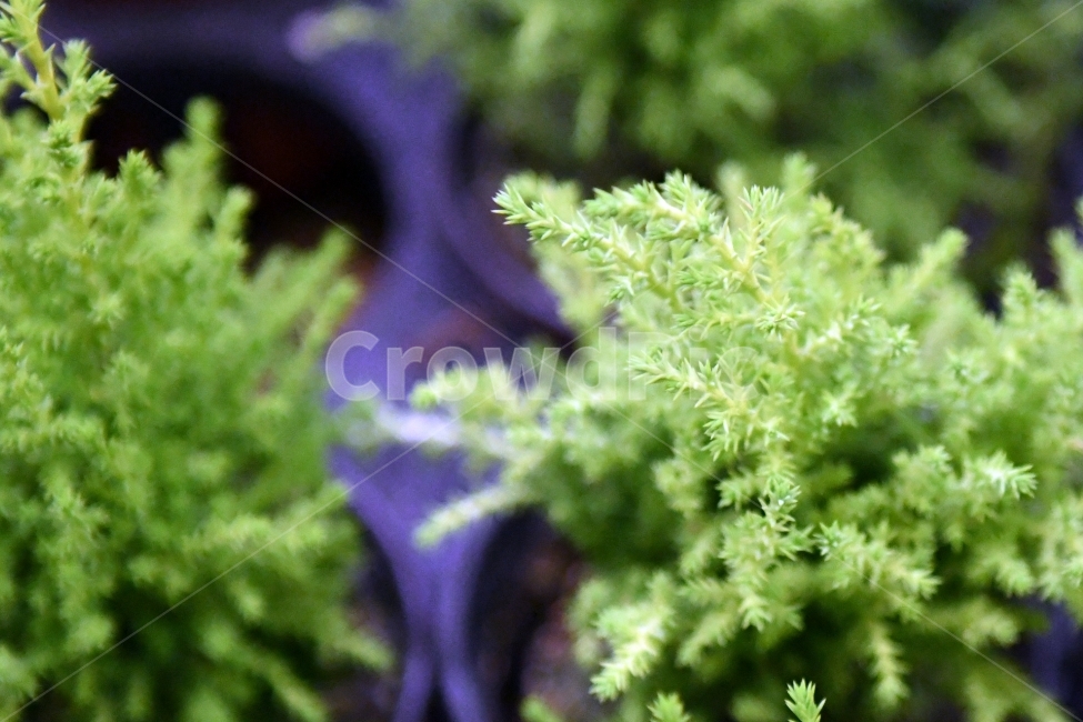 생명,자연,생물,환경,녹색,잎,잎사귀,나뭇잎,물방울,이슬,식물,plants,natrue,초록,식물,자연,plants,nature