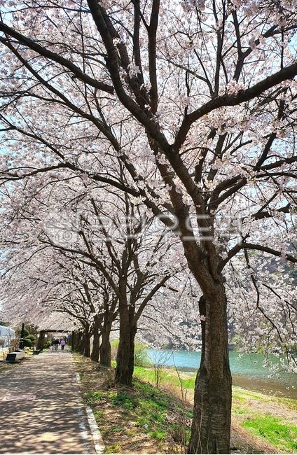 벚꽃,꽃구경,벚꽃길,괴산벚꽃,벚꽃나무,나무,식물,plant,tree