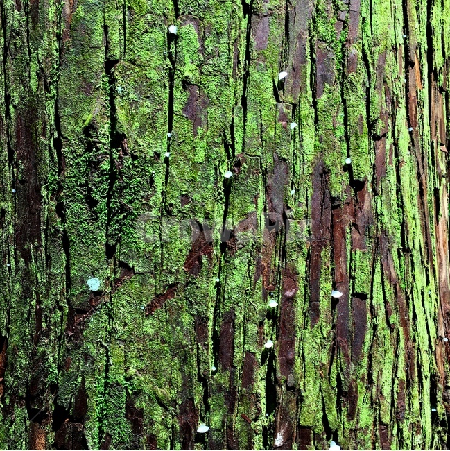사려니숲길,나무,이끼,초록색,tree,moss,green,텍스처,질감,패턴,texture,pattern