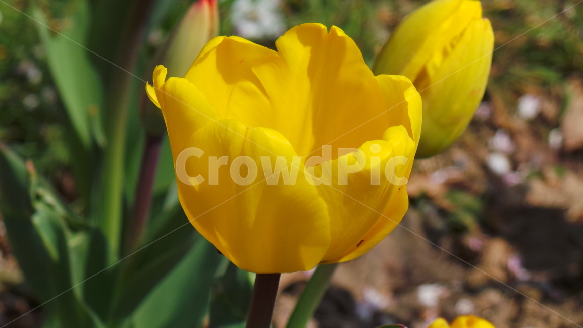 튤립,꽃,tulip,봄,플라워