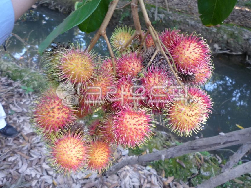 Southeast Asian fruits,Fruit,fruit,plant,Rambutan,vegetation