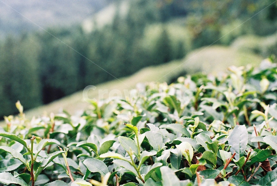 녹차,녹차밭,초록색,green,봄,필름카메라,감성사진,filmphoto,필름사진