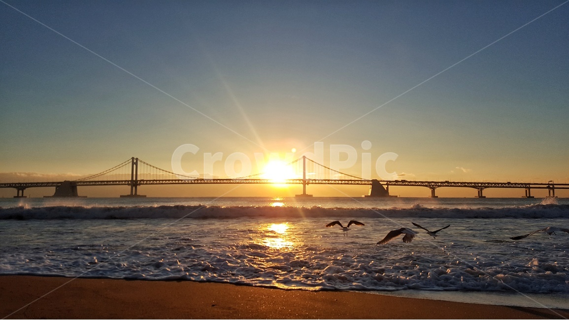 부산,광안리,바다,갈매기,새벽,해,태양,활력,일출,기분,맑음,자연,풍경,nature,landscape,해변,바다,beach,sea,동물,animal,조류,새,birds,light,빛,flare,플레어,outdoors,옥외,sunlight,햇빛
