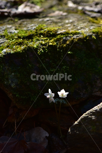 너도바람꽃,야생화,봄,꽃,풀꽃,자연,식물,식생,감성,힐링,plants,nature,spring,season,flower,emotion,feeling,흰색,초본,너도바람꽃속