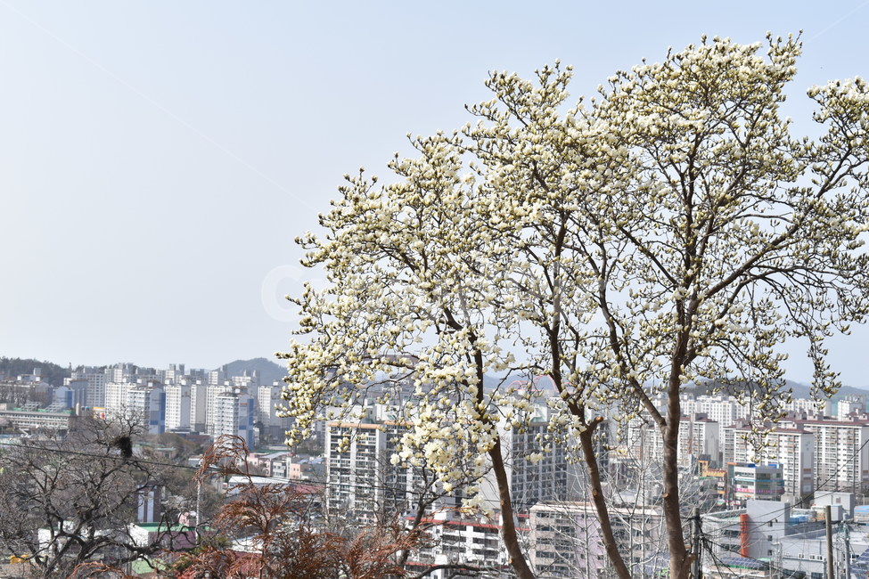 봄,목련,꽃나무,도심,풍경,경치