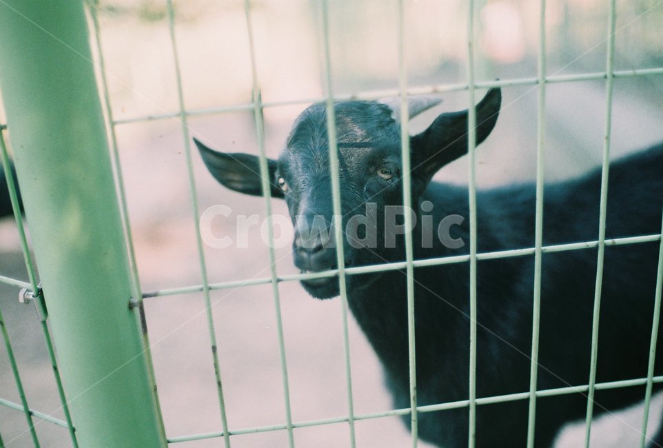 동물,animal,염소,goat,흑염소,필름,film,공원,park,동물원,zoo,동물,animal,포유류,mammal,목축업,목장,livestock farming,ranching,pasture