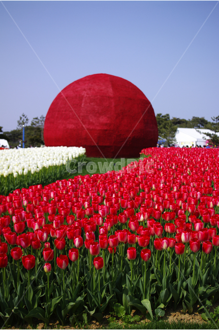 튜울립,식물,flower,plants,nature,꽃,꽃밭,color,landscape,식물,자연,plants,nature,꽃,flower,조각상,동상,석상,조형물,statue,bronze statue,stone statue