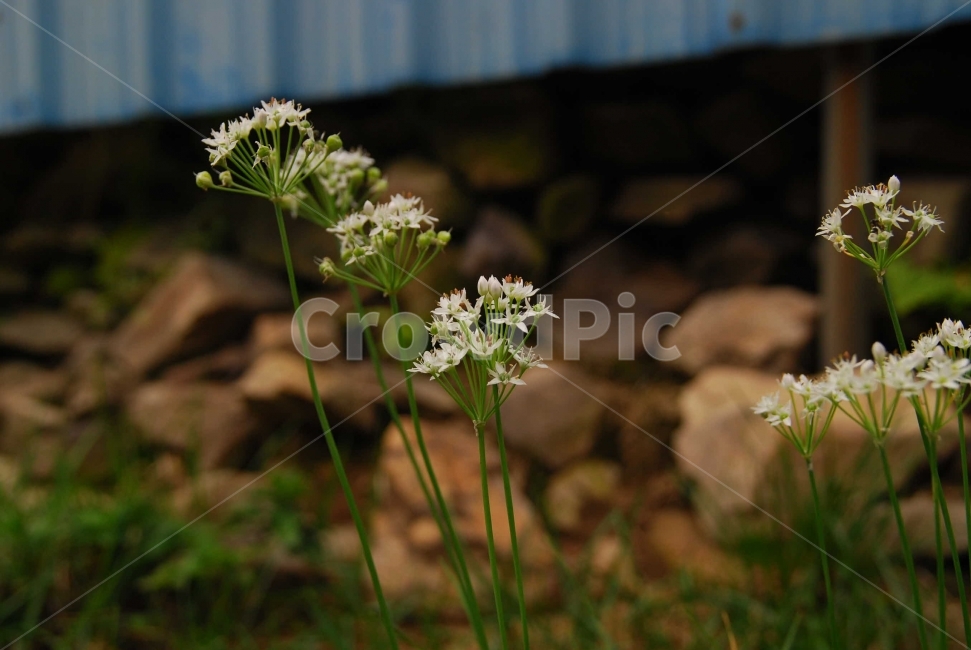 부추,담,흰꽃,채소,나물,녹색줄기,부추꽃,별모양,식물,plants,식물,자연,plants,nature,꽃,flower