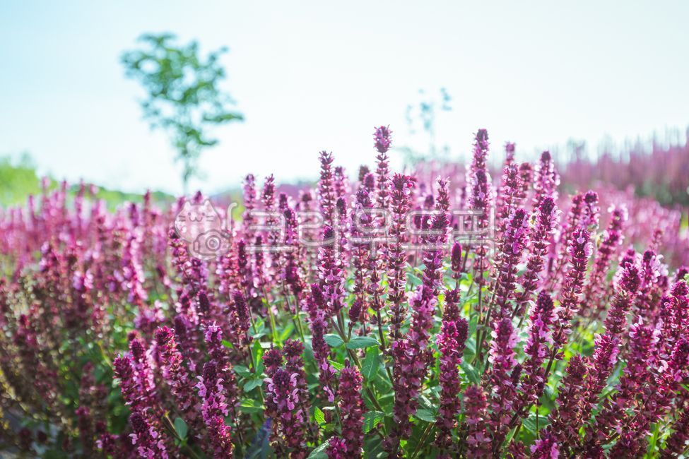 사루비아,salvia,꽃,flower,분홍꽃