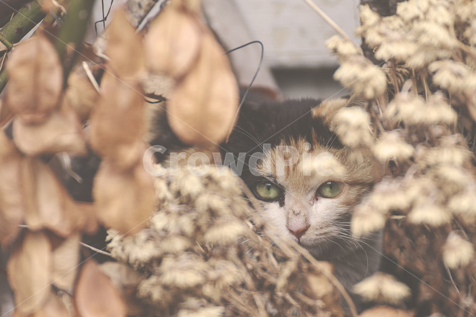 인천,만석동,괭이부리마을,고양이,cat,길고양이,길냥이,streetcat,숨바꼭질,동물,animal,포유류,mammal,고양이,cat,kitten,kitty,감성,sensible,feeling