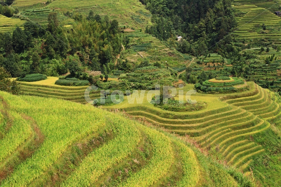 nature,자연,outdoors,옥외,scenery,풍경,field,landscape,경치,들,중국,계림,금갱,금갱다랭이논,다랭이논,다락논,용척제전,농업,농사,경작,농경지,중국비경,농업,농사,agriculture,farming,farming industry