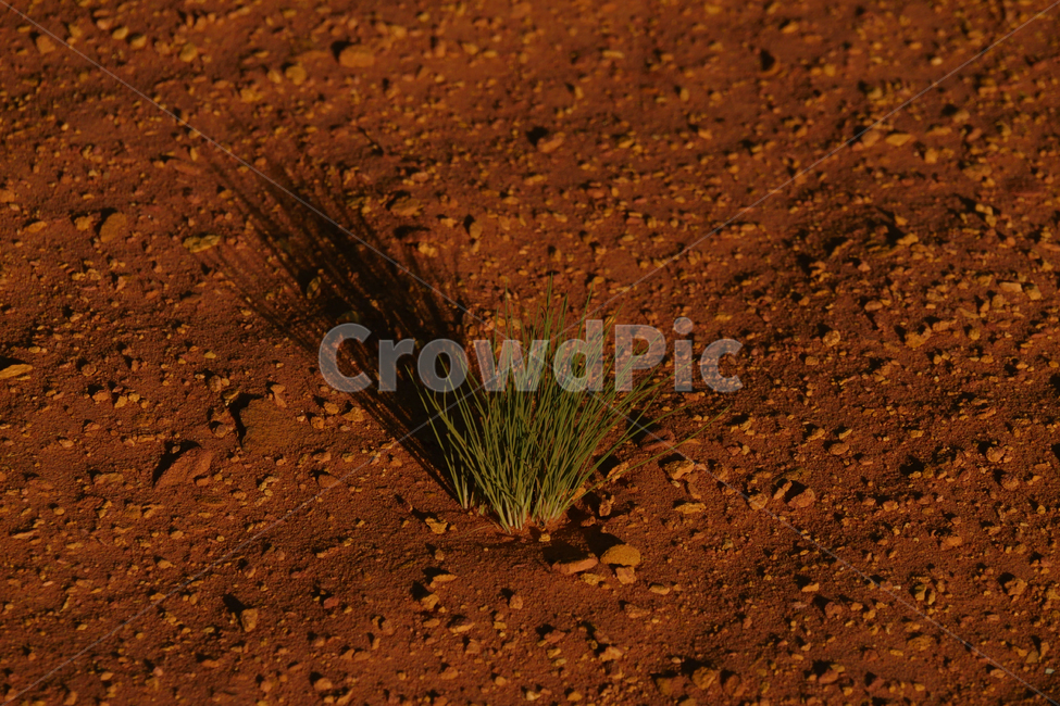 사막,황량함,혼자,홀로,고독,alone,toutseul,생명력,사막의풀,driedwood,desert,roussillonocre,ocre,루씨옹,후씨옹,프랑스남부후씨옹,콜로라도프로방스,잡초,끈기,감성사진,그림자,shadow