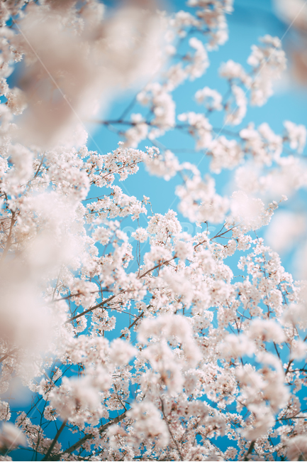 꽃,flower,blossom,식물,plant,봄,벚꽃,벚나무,봄,계절,spring,season